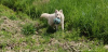 Photo №3. White swiss shepherd. Russian Federation