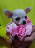 Additional photos: Princess Mini Chihuahuas