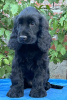 Photo №2 to announcement № 113038 for the sale of english cocker spaniel - buy in Serbia 