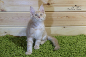 Photo №2 to announcement № 4946 for the sale of maine coon - buy in Belarus from nursery