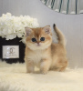 Photo №2 to announcement № 33058 for the sale of british shorthair - buy in Ukraine from nursery