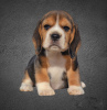 Photo №1. beagle - for sale in the city of Minsk | 320$ | Announcement № 30673