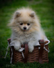 Photo №2 to announcement № 14931 for the sale of pomeranian - buy in Russian Federation 
