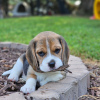 Additional photos: Beagle puppies are looking for