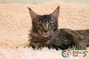 Photo №3. Yanet Maine Coon girl. Russian Federation