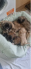 Photo №3. Pekingese Puppies For Sale. United States