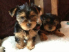 Photo №2 to announcement № 54799 for the sale of yorkshire terrier - buy in Finland breeder