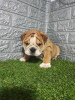 Photo №2 to announcement № 114655 for the sale of english bulldog - buy in Serbia breeder