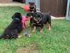 Photo №1. rottweiler - for sale in the city of Москва | 317$ | Announcement № 36514