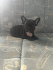 Photo №2 to announcement № 70686 for the sale of french bulldog - buy in Serbia private announcement