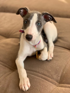 Additional photos: Whippet puppies