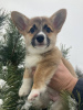 Additional photos: Welsh Corgi 3 months old (titled parents)