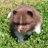 Photo №1. pomeranian - for sale in the city of Texas City | 279$ | Announcement № 45810