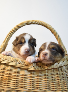 Photo №2 to announcement № 5535 for the sale of australian shepherd - buy in Lithuania breeder