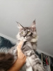 Photo №2 to announcement № 69503 for the sale of maine coon - buy in Russian Federation from nursery