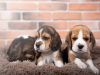 Photo №2 to announcement № 103659 for the sale of beagle - buy in Germany private announcement