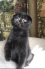 Additional photos: Scottish kitten