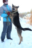 Photo №4. I will sell non-pedigree dogs in the city of Краснокамск. from the shelter - price - Is free