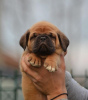 Additional photos: Bordeaux mastiff