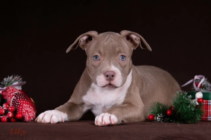 Photo №2 to announcement № 4588 for the sale of american bully - buy in Belarus from nursery