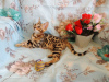 Photo №3. Bengal kitty for sale. Russian Federation
