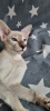 Photo №2 to announcement № 10406 for the sale of oriental shorthair - buy in Russian Federation breeder