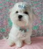 Photo №1. maltese dog - for sale in the city of Kiev | 1500$ | Announcement № 17642