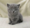 Photo №1. british shorthair - for sale in the city of Milan | negotiated | Announcement № 95728