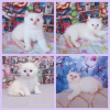 Photo №2 to announcement № 33350 for the sale of scottish fold - buy in Belarus private announcement