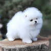 Photo №3. Pomeranian puppies. Germany