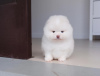 Photo №2 to announcement № 105087 for the sale of pomeranian - buy in United States private announcement