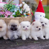 Photo №1. pomeranian - for sale in the city of Berlin | 419$ | Announcement № 83118