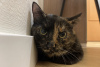 Additional photos: Wonderful young cat Cinnamon is looking for a home and a loving family!