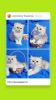 Photo №1. scottish fold - for sale in the city of Minsk | negotiated | Announcement № 57520