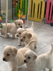 Photo №2 to announcement № 36510 for the sale of golden retriever - buy in Russian Federation 