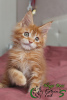 Photo №3. Maine Coon Red boy. Russian Federation