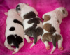 Photo №2 to announcement № 13461 for the sale of american staffordshire terrier - buy in Poland 