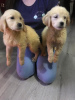 Photo №3. Golden Retriever Puppies for sale. United States