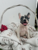 Photo №2 to announcement № 114220 for the sale of french bulldog - buy in Serbia breeder