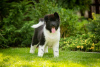 Photo №2 to announcement № 69325 for the sale of american akita - buy in Ukraine breeder