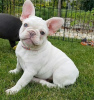 Photo №4. I will sell french bulldog in the city of Regensburg. private announcement - price - 380$