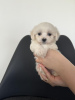 Additional photos: Maltese puppies