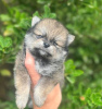 Additional photos: Pomeranian puppies