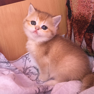 Additional photos: British golden kittens
