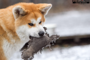 Photo №4. I will sell akita in the city of Chelyabinsk. from nursery, breeder - price - 402$