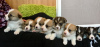 Photo №1. welsh corgi - for sale in the city of Vilnius | 370$ | Announcement № 36111