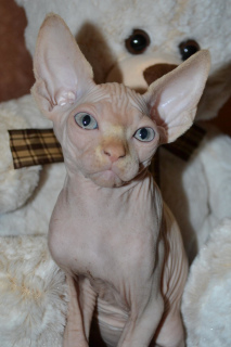 Photo №2 to announcement № 1460 for the sale of sphynx-katze - buy in Ukraine from nursery