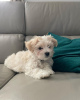 Photo №2 to announcement № 75195 for the sale of maltese dog - buy in Canada breeder