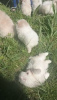 Photo №2 to announcement № 9599 for the sale of pomeranian - buy in Switzerland private announcement