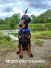 Photo №2 to announcement № 22334 for the sale of dobermann - buy in Germany from nursery